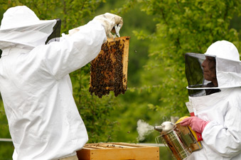 Abeilles de Puy Lafaye